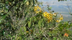 Electranthera mutica