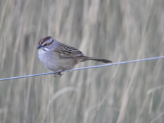 Rhynchospiza strigiceps