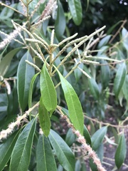 Excoecaria agallocha