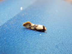 Euphiltra celeteria