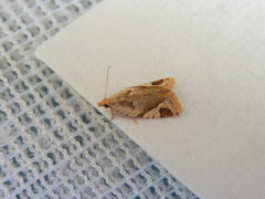 Euphona euphona