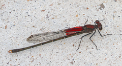 Hetaerina calverti