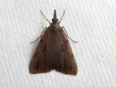 Phrixocomes ophiucha