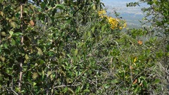 Electranthera mutica