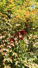 Nandina domestica