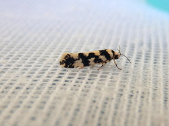 Lichenaula melanoleuca