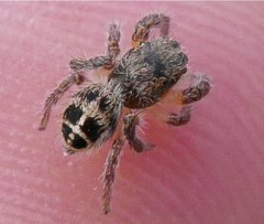 Pellenes tripunctatus