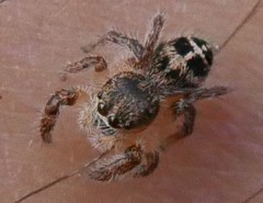 Pellenes tripunctatus