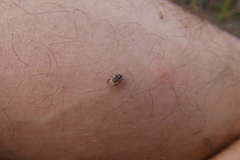 Pellenes tripunctatus