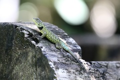 Sceloporus hondurensis