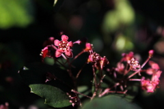 Ribes viburnifolium
