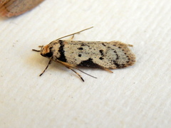 Philobota transversella