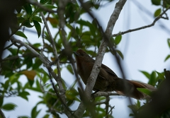 Phacellodomus ferrugineigula