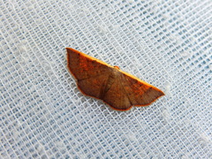 Picromorpha pyrrhopa