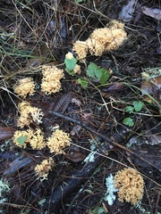 Ramaria violaceibrunnea