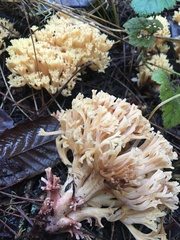 Ramaria violaceibrunnea