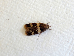 Sphyrelata melanoleuca