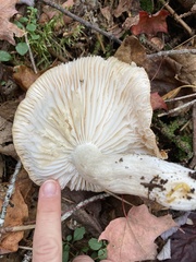Hygrophorus