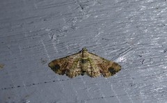 Chloroclystis sphragitis