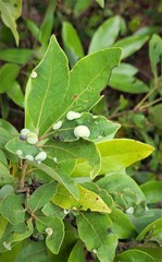Trioza magnoliae image