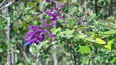Salvia semiatrata