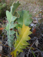 Banksia gardneri