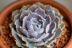 Echeveria shaviana