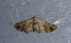 Chloroclystis sphragitis