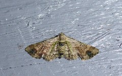 Chloroclystis sphragitis