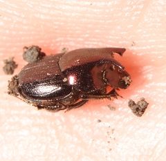Onthophagus orpheus