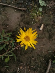 Grindelia scorzonerifolia