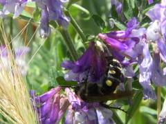 Campsomeris bistrimacula
