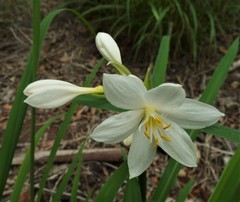 Proiphys cunninghamii