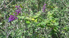 Salvia semiatrata