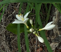 Proiphys cunninghamii