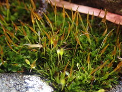 Syntrichia antarctica