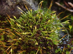 Syntrichia antarctica