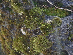 Syntrichia antarctica