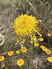 Podolepis hieracioides