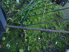 Weissia controversa controversa