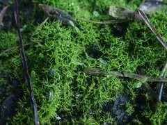 Weissia controversa controversa