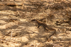 Aspidoscelis maximus