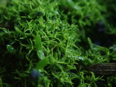 Weissia controversa controversa