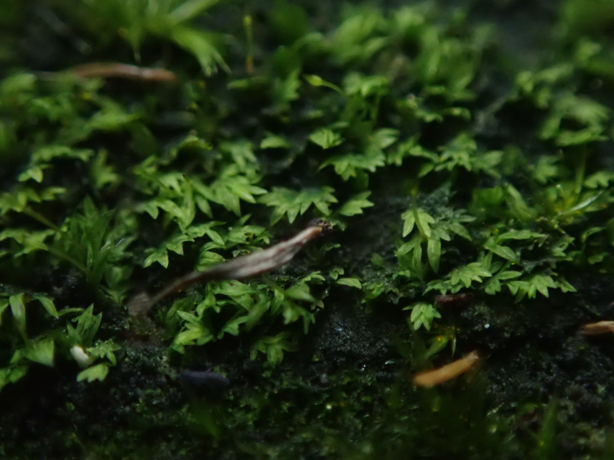 Fissidens serratus