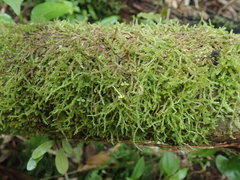 Weymouthia cochlearifolia