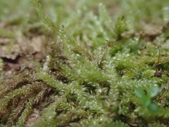 Weymouthia cochlearifolia