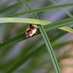 Elasmostethus atricornis