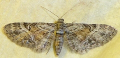 Eupithecia anticaria