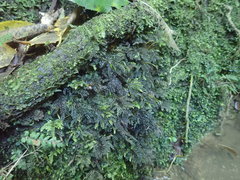 Hypnodendron arcuatum