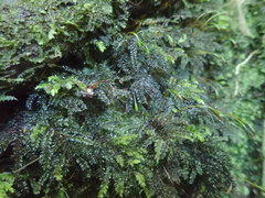 Hypnodendron arcuatum